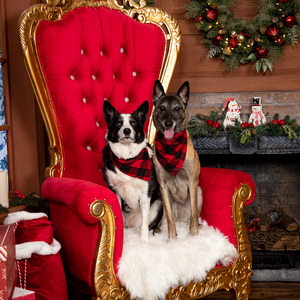 Dogs without Santa